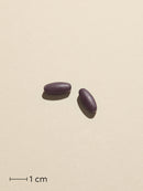 Biosym OmniGravid 120 Tabl Tablet actual size (scale bar: 1 cm)